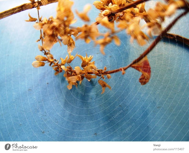 herbstlich Blatt Pflanze Blume zart zerbrechlich Blüte Blütenblatt leicht Faser Stengel Verfall Herbst welk Makroaufnahme Nahaufnahme Natur sanft alt blau