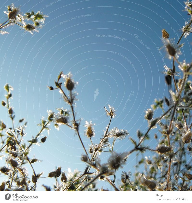 Pflanzen mit Eiskristallen in Sonnenlicht vor blauem Himmel Winter kalt Eisblumen Blume frieren gefroren Raureif bizarr Dezember Stengel lang dünn vertikal