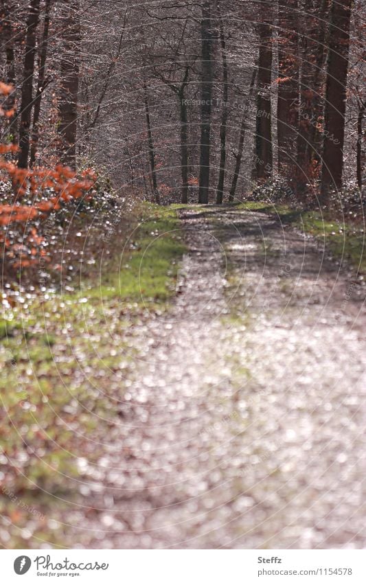 Waldbaden im Frühlingswald Waldweg April Fußweg Erholung Naturnähe Natur erleben Waldspaziergang Lichtreflexe Licht im Wald Waldstimmung Ruhe im Wald