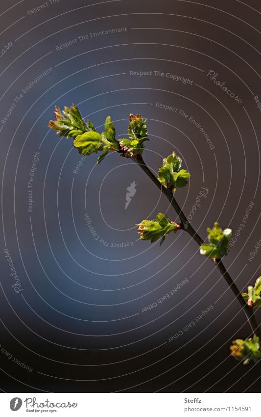 Frühlingszweig Frühlingserwachen Kraft der Natur Blattknospen junge Blätter grüne Blätter neue Triebe junge Triebe Jungpflanze Vorfreude Jahreszeiten Ostern