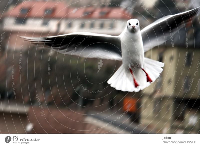 Was guggsd Du? Möwe Vogel Stadt Luftaufnahme kalt stehen attackieren Angriff Tier Frustration Luftverkehr fliegen Flügel Vogelflug Möwenflug Blick