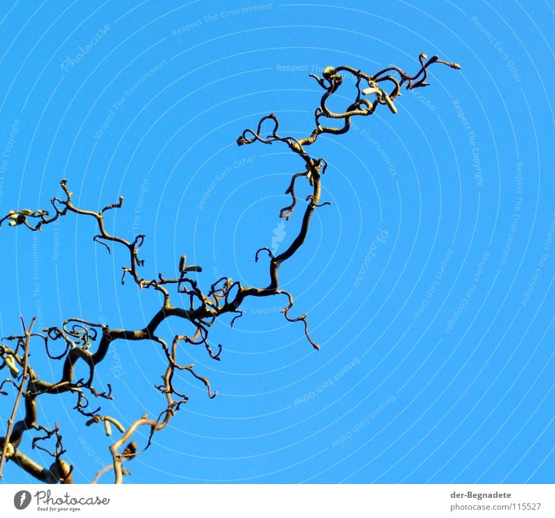 Korkenzieherhasel verkrüppelt diagonal laublos Winter Vorgarten Sonnenlicht Winterlicht Park Trauer Verzweiflung Haselnußzweig Zierstrauch Ziergehölz blau