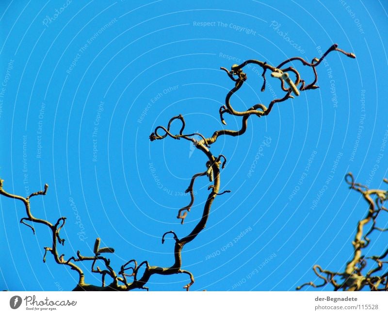 Korkenzieherhasel II verkrüppelt diagonal laublos Winter Vorgarten Sonnenlicht Winterlicht Park Trauer Verzweiflung Haselnußzweig Zierstrauch Ziergehölz blau