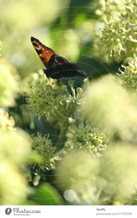 Ausflug ins Grüne an einem warmen Oktobertag im Grünen Schmetterling sonniger Oktober letzte sonnige Tage goldener Oktober Oktobersonne Frühherbst