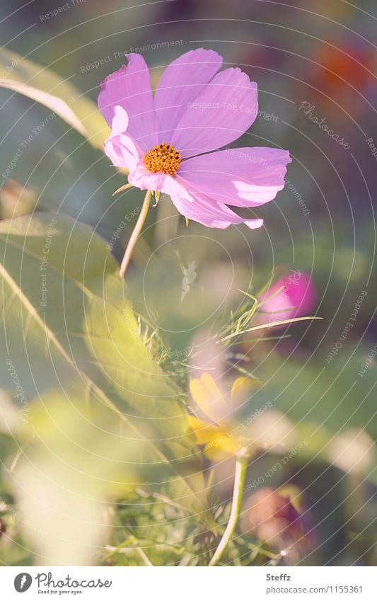 Schmuckkörbchen im Garten Cosmeablüte Cosmea bipinnata Blütezeit Gartenfreude alles blüht letzte sonnige Tage blühende Blume September Septemberwetter