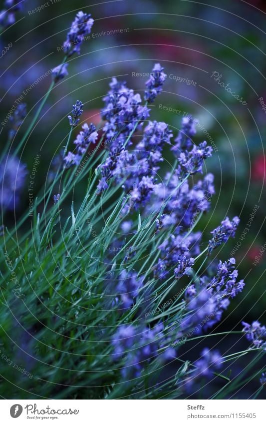 Lavendel blüht im Sommergarten blühender Lavendel Lavendelblume Lavendelduft Lavendelblüte Lavendelblüten Heilpflanze Heilpflanzen duftende Blume Juni Juli