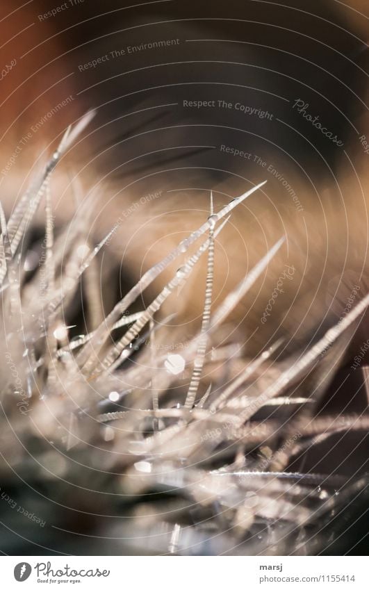 Gemein, Natur Pflanze Kaktus Kakteenstacheln Stachel glänzend außergewöhnlich bedrohlich dunkel dünn authentisch gruselig Spitze stachelig abwehrend