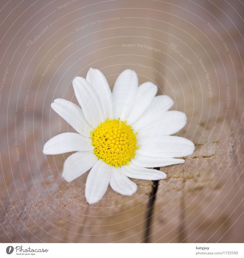 Gänseblümchen Margerite Blume weiß Muttertag Valentinstag Geschenk Freude Glückwünsche Fröhlichkeit frisch Frühling Frühlingsblume Blumenstrauß Liebe Geburtstag