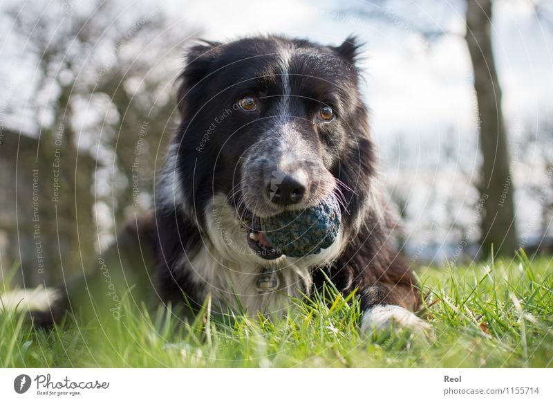 Schnauze voll Tier Gras Wiese Haustier Hund apportieren Collie Border Collie Hirtenhund 1 Ball niedlich blau Geborgenheit Tierliebe Gelassenheit Treue sanft