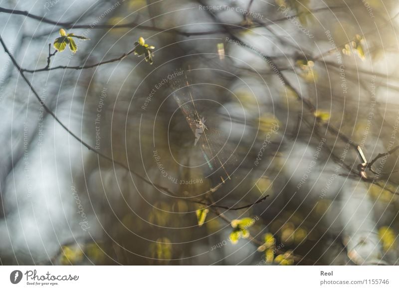 Spinnennetz Natur Frühling Pflanze Baum Sträucher Zweige u. Äste Blatt Wald Wachstum braun grün Frühlingsgefühle Unschärfe Sonnenlicht Farbfoto Gedeckte Farben