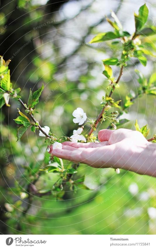 Ja, doch... Frühling! feminin Hand 1 Mensch Umwelt Natur Pflanze Blüte berühren ästhetisch Fröhlichkeit natürlich grün weiß Gefühle Lebensfreude Hoffnung