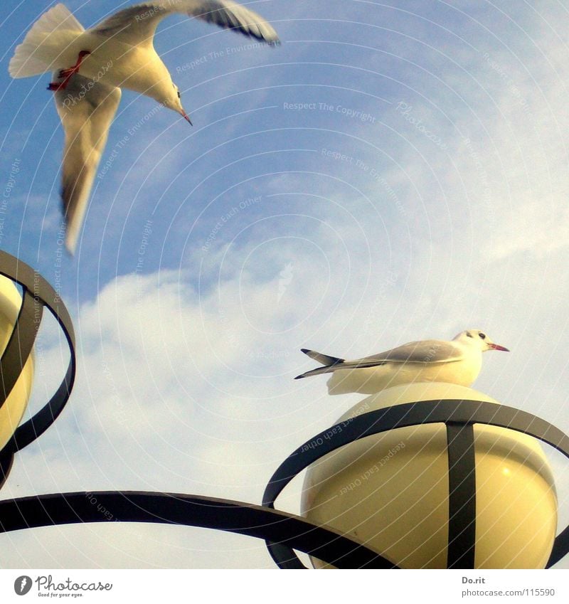 Mafied bekommt Besuch Möwe Herbst Lampe Wolken schwarz weiß Schnabel Meer Küste Strand Kommunizieren Vogel Himmel fliegen sitzen blau Ostsee