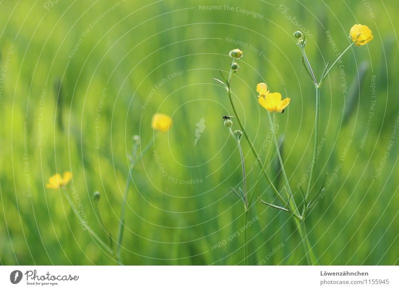 Buttercups in Spring Natur Pflanze Tier Frühling Schönes Wetter Blume Gras Blüte Hahnenfuß Wiese Fliege Blühend Fröhlichkeit frisch klein natürlich gelb grün