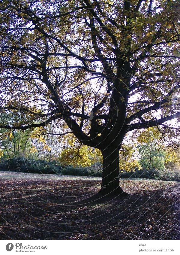 Schattenbaum Baum Stimmung Blatt Park Landschaft Natur