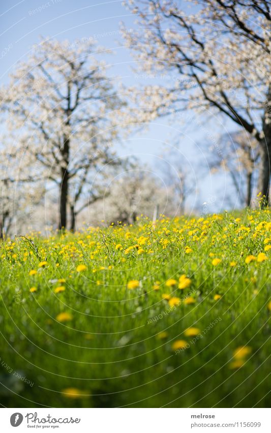 Kirschblüte und Löwenzahn II Wellness Wohlgefühl Natur Landschaft Wolkenloser Himmel Frühling Schönes Wetter Baum Blume Gras Blüte Wildpflanze Kirschblütenbäume