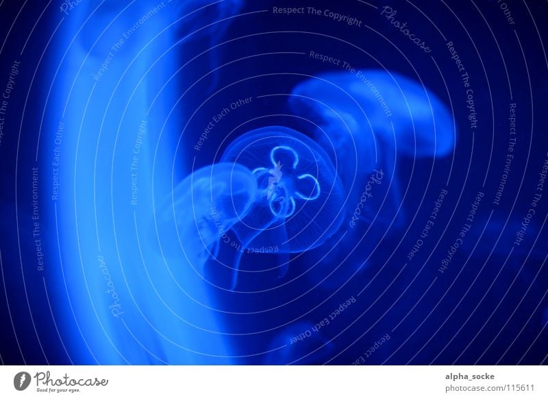 Qualle Medusenhaupt Nesseltiere blau Wasser Zoo Tier kalt Schmerz Sommer Meer Ferien & Urlaub & Reisen Sonnenlicht Schwarzlicht Tentakel Plage Schweben tauchen