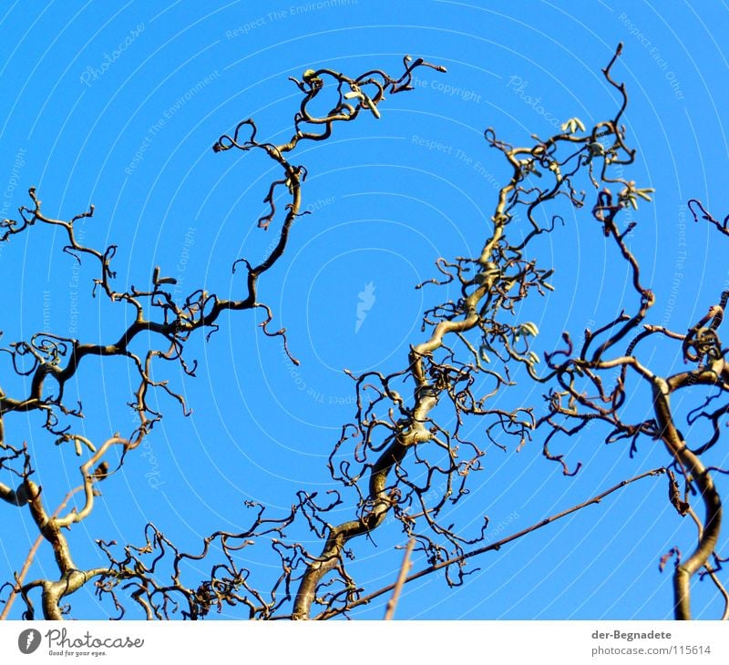 Korkenzieherhasel III verkrüppelt diagonal Dezember laublos Winter Vorgarten Sonnenlicht Winterlicht Park Trauer Verzweiflung Haselnußzweig Leben Zierstrauch
