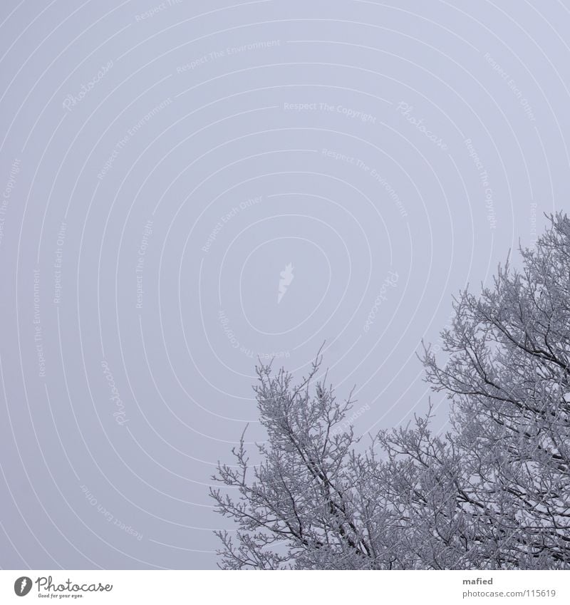 Väterchen Frost ruhig Winter Schnee Himmel schlechtes Wetter Nebel Eis Baum kalt grau weiß Raureif Baumkrone Ast Zweig Farbfoto Außenaufnahme Textfreiraum links