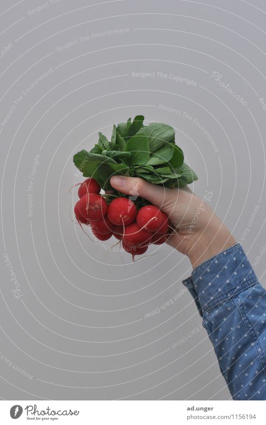 Kein Apfel (6) Lebensmittel Gemüse Salat Salatbeilage Ernährung Umwelt Natur Essen machen nachhaltig DIY selbstgemacht Urban Gardening Stadt Ernte Erntedankfest