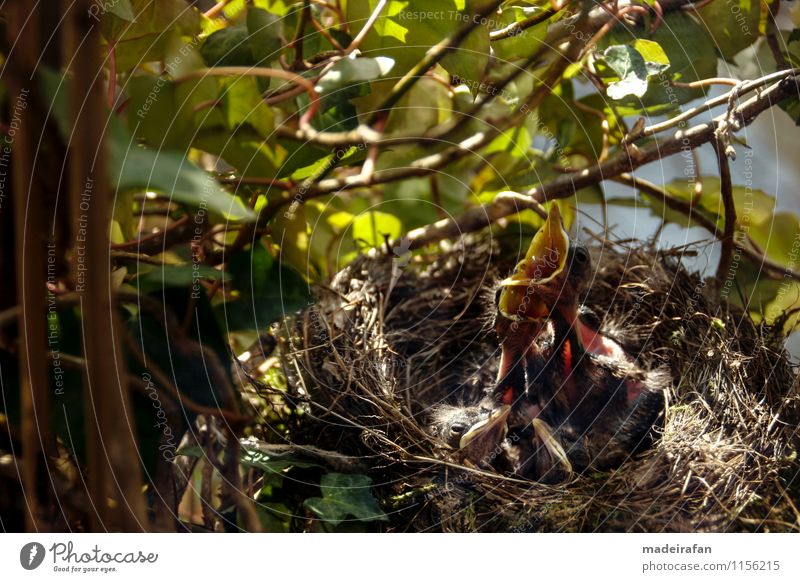 Amselküken-recken-Hälse-Schnäbelduo-hungrige-Amselkinder_MG_2087 Tier Wildtier Vogel 4 Tiergruppe Tierjunges Tierfamilie beobachten entdecken Fressen füttern