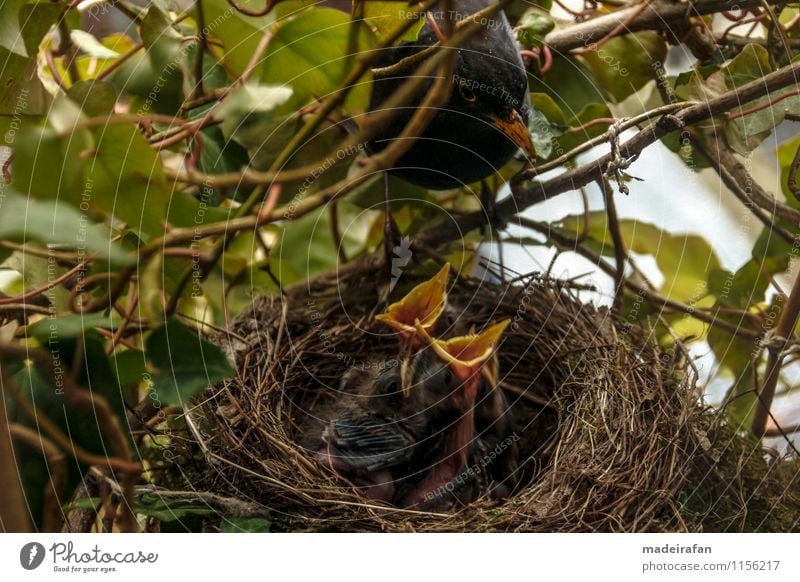 Amselhahn-bei-Fütterung-Amselküken-Gierschnäbel_MG_1715 Tier Wildtier Vogel Küken Tierjunges 4 Tiergruppe Tierfamilie füttern Zuneigung Sorge Brutpflege