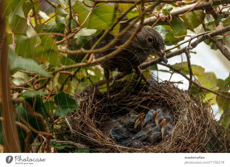 Amselweibchen-über-Küken-Bettelschnäbel_MG_1748 Tier Wildtier Vogel Krallen Amselnachwuchs Tiergruppe Tierjunges Tierfamilie füttern Nachkommen Amselküken