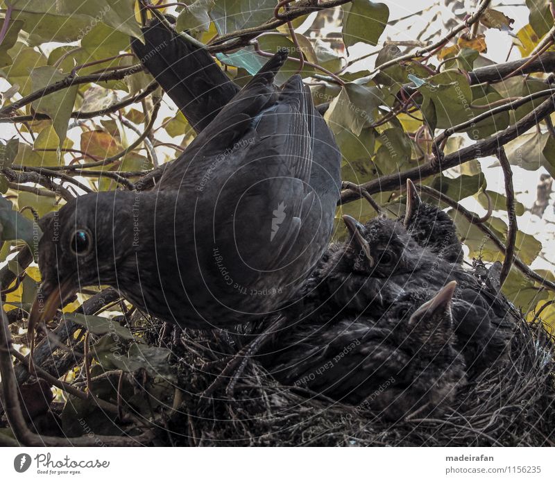 Amselweibchen-direkt-vor-Kamera-und-Kükentrio-IMG_2267 Tier Vogel "Amselnachwuchs turdus merula Amselküken Amselbabys Amseljunge Amselnest Vogelnest