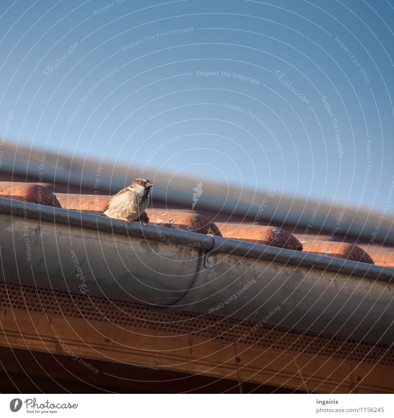 Spatz Himmel Dach Dachrinne Dachziegel Tier Vogel 1 beobachten hocken Blick klein nah oben blau braun grau orange Sicherheit Leben einzigartig Natur Farbfoto