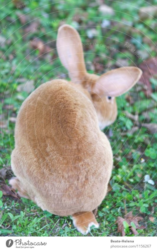 die Arbeit ruft Ostern Natur Frühling Gras Wiese Hase & Kaninchen Hasenohren Hasenpfote Arbeit & Erwerbstätigkeit warten braun grün Freude Kraft Osterhase