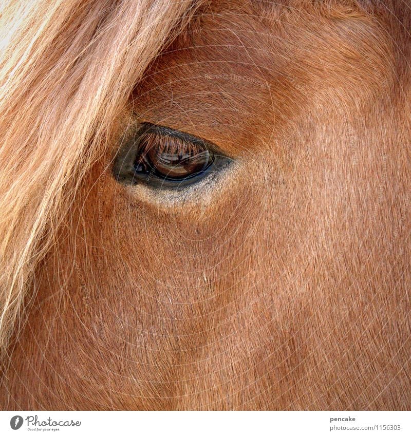 der geruch von freiheit Tier Pferd Zeichen Unendlichkeit Neugier Wärme wild weich braun Gefühle Mut Vertrauen Tierliebe Treue Haflinger Mähne Fell Auge Blick