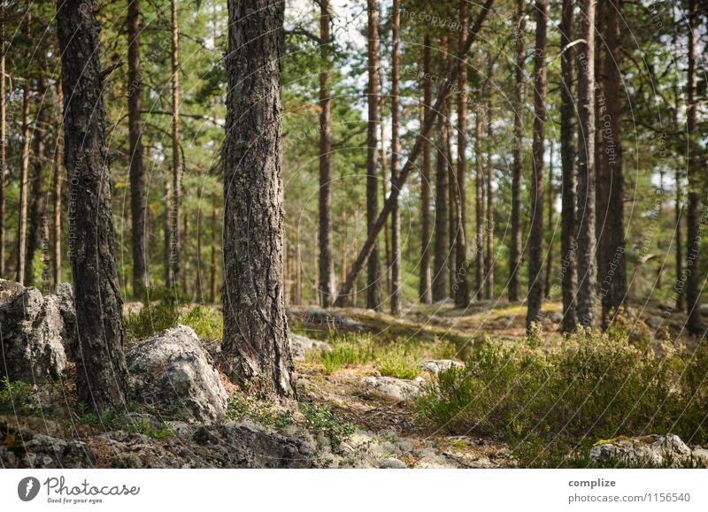 Finnischer Wald Ferien & Urlaub & Reisen Ausflug Abenteuer Ferne Freiheit Expedition Sommer Sommerurlaub Umwelt Natur Landschaft Klima Pflanze Baum Sträucher