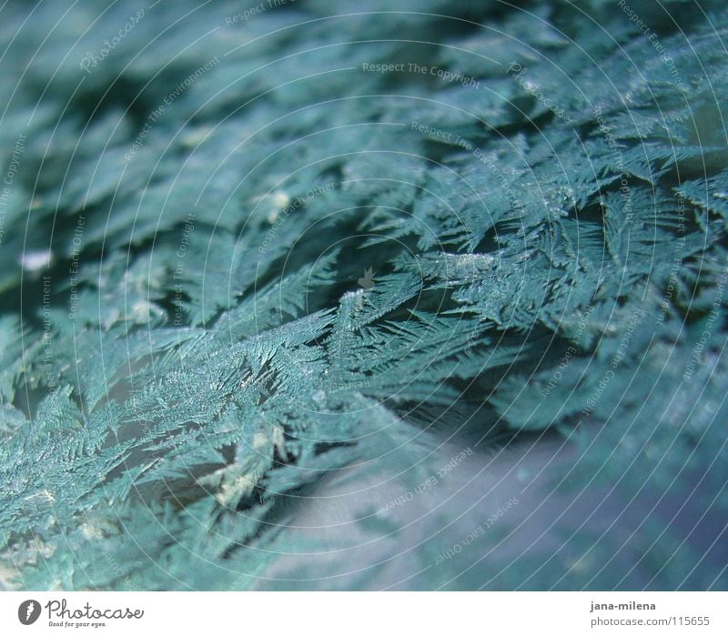 Väterchen Frost ... kalt Eis frieren erfrieren Eisblumen Eiskristall verzweigt gefroren Winter Kristallstrukturen blau bläulich saukalt arschkalt Schnee