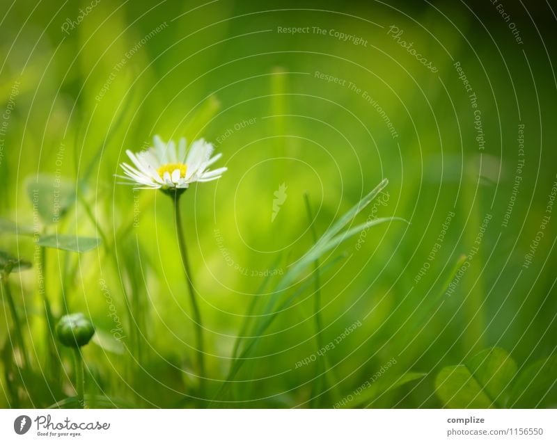 im Frühling Wellness Sinnesorgane Erholung ruhig Spa Sommer Umwelt Natur Pflanze Erde Sonne Blume Gras Sträucher Grünpflanze frisch natürlich grün rein