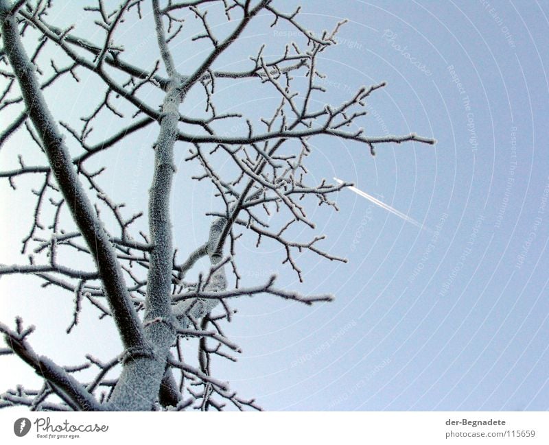 Frostbaum Dezember laublos Winter Vorgarten Sonnenlicht Winterlicht Park Raureif Kondensstreifen Froschperspektive weiß Baum Obstbaum Apfelbaum kalt Winterpause