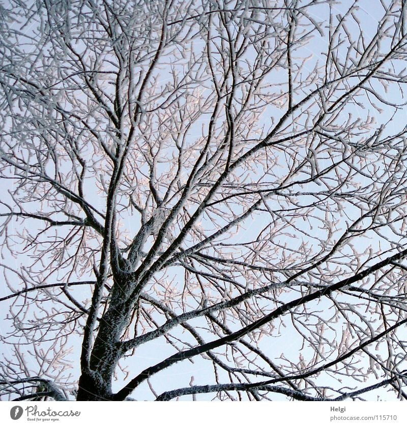 winterlich... Winter frieren gefroren Raureif Baum Geäst lang dünn klein groß verzweigt Wintertag kalt Dezember Licht weiß braun schwarz Frost Schnee Eis