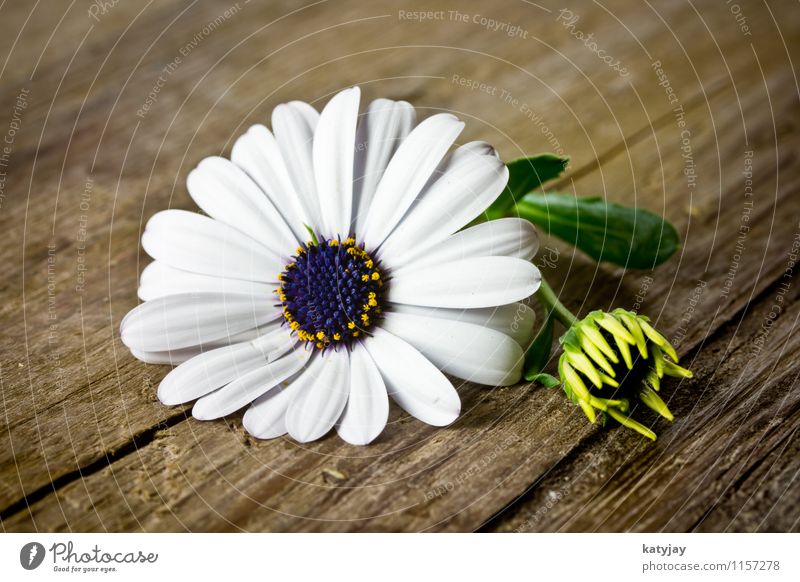 Blume auf Holz Margerite weiß Muttertag Valentinstag Gänseblümchen Geschenk Freude Glückwünsche Fröhlichkeit frisch Frühling Frühlingsblume Blumenstrauß Liebe