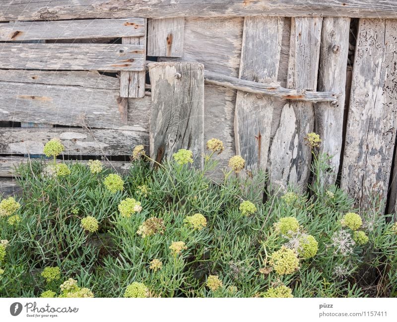 Bretterbude Natur Pflanze Blume Sträucher Grünpflanze Wildpflanze Hütte Mauer Wand Fassade Garten alt braun grau grün Verfall Vergänglichkeit