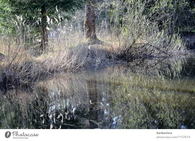 Lieblingsplatz Natur Landschaft Urelemente Wasser Schönes Wetter Baum Gras Sträucher Schilfrohr Seeufer Teich leuchten hell Stimmung Lebensfreude Erholung