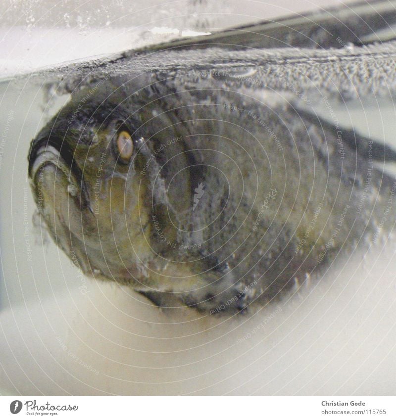 Weihnachtskarpfen gefroren Ausstellung Trauer kalt Physik Aggregatzustand Installationen frieren Winter tauen Leben Zeit Ernährung Wasser Eis Auquarium Mund