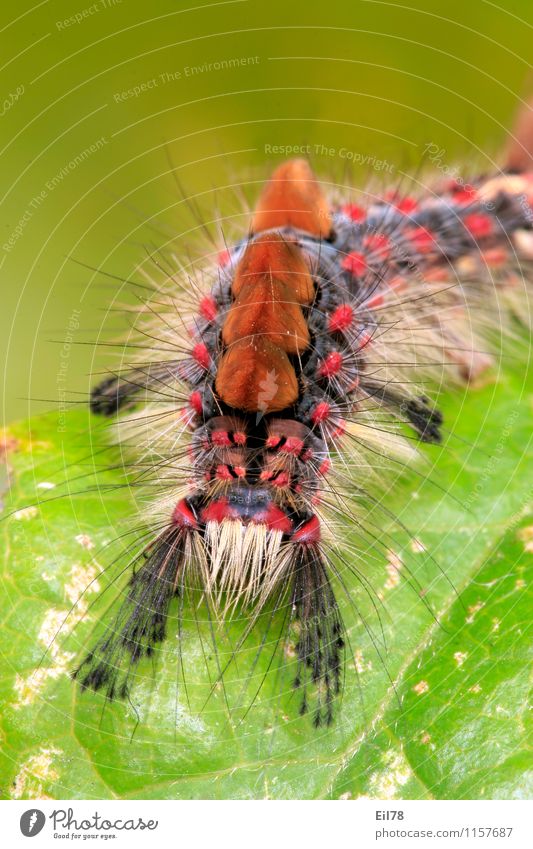 Schlehen-Bürstenspinner Tier Schmetterling Raupe 1 Frühlingsgefühle Schlehen-Bürstenspinnerraupe Borsten Behaarung mehrfarbig Farbfoto Außenaufnahme Nahaufnahme