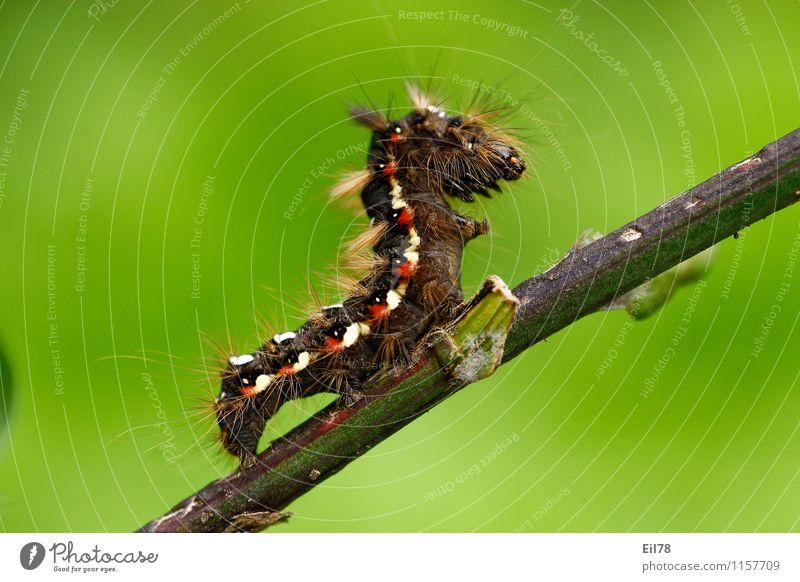 Raupe der Ampfer-Rindeneule Tier Schmetterling 1 Tugend Lebensfreude Frühlingsgefühle Ampfereule Borsten Behaarung haarige Raupe rot weiß braun Farbfoto