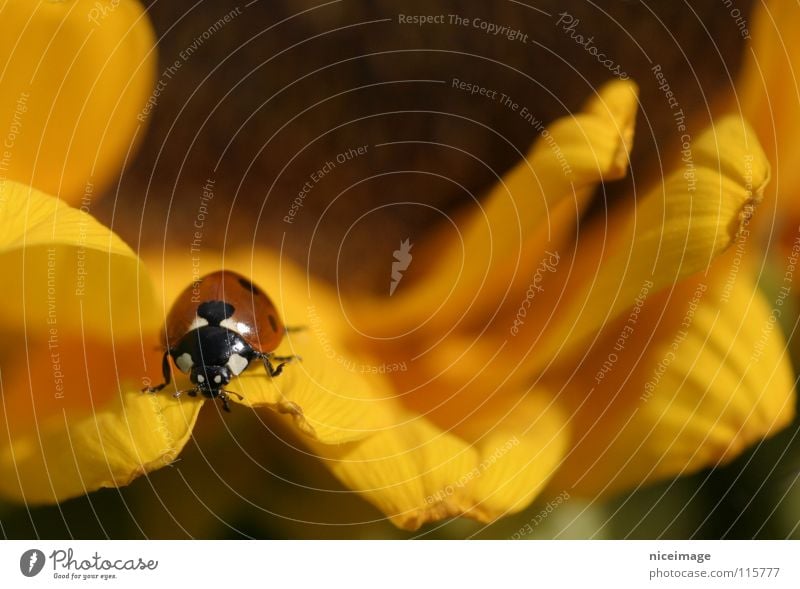 Marienkäfer Blume Blüte Sonnenblume Insekt Sommer gelb Natur Käfer Daisybird