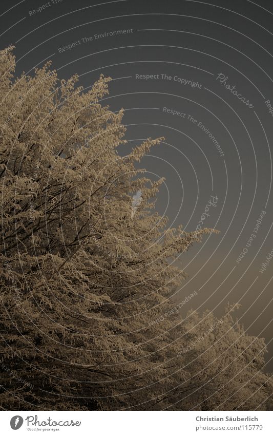 Der Winter Baum weiß grau Sträucher Wald Winterwald kalt Eis Minusgrade Schnee blau Himmel Frost Raureif