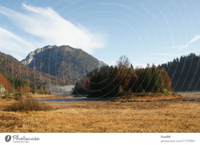 Bergsee Natur Landschaft Pflanze Herbst Baum Fichte Tanne Bergwald Wald Alpen Seeufer Erholung natürlich braun grün Gefühle friedlich Einsamkeit