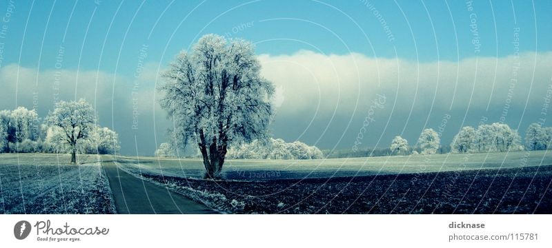 ...like snow! Winter Baum Raureif Wolken Jahreszeiten Feld schön Romantik Landschaft Straße Wege & Pfade Himmel Idylle nice road Ausflug clouds romance blau