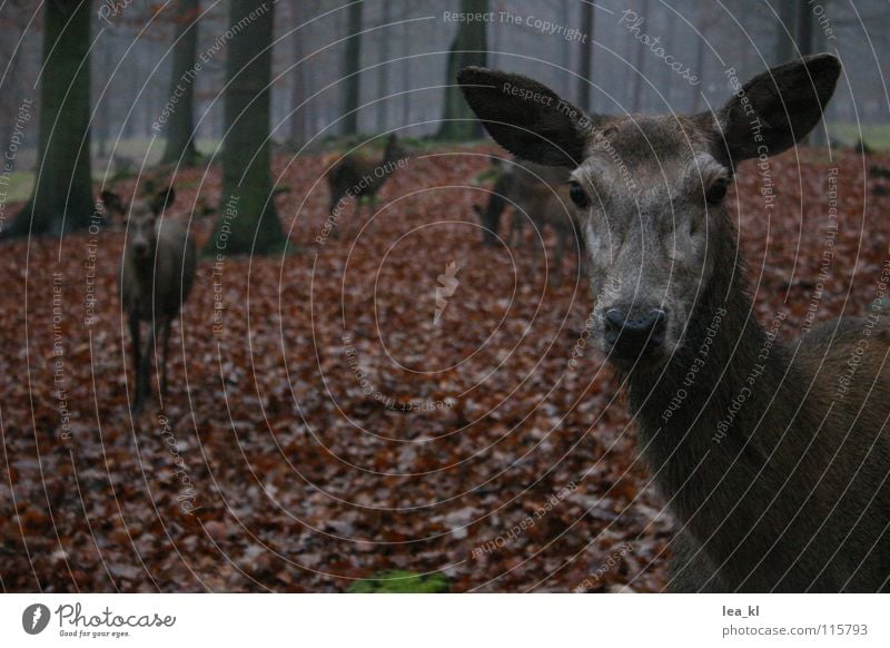 Neugier Wildpark Nebel Tier Blatt Herbst Reh Baum Wald Säugetier Regen Wildtier Rothirsch