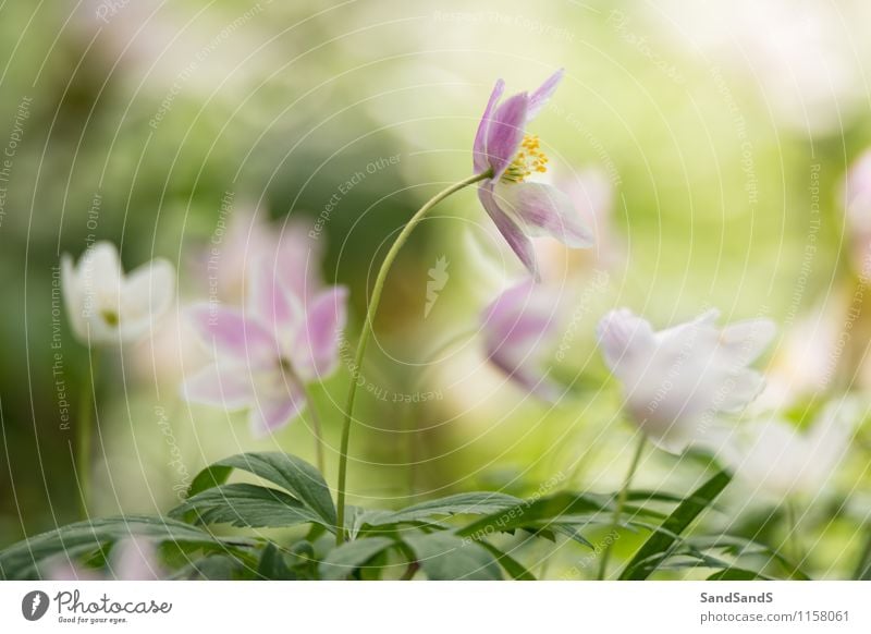 Waldanemonen Umwelt Natur Pflanze Frühling Blume Sträucher Blüte Wildpflanze Park Freude Farbfoto mehrfarbig Außenaufnahme Nahaufnahme Menschenleer Morgen