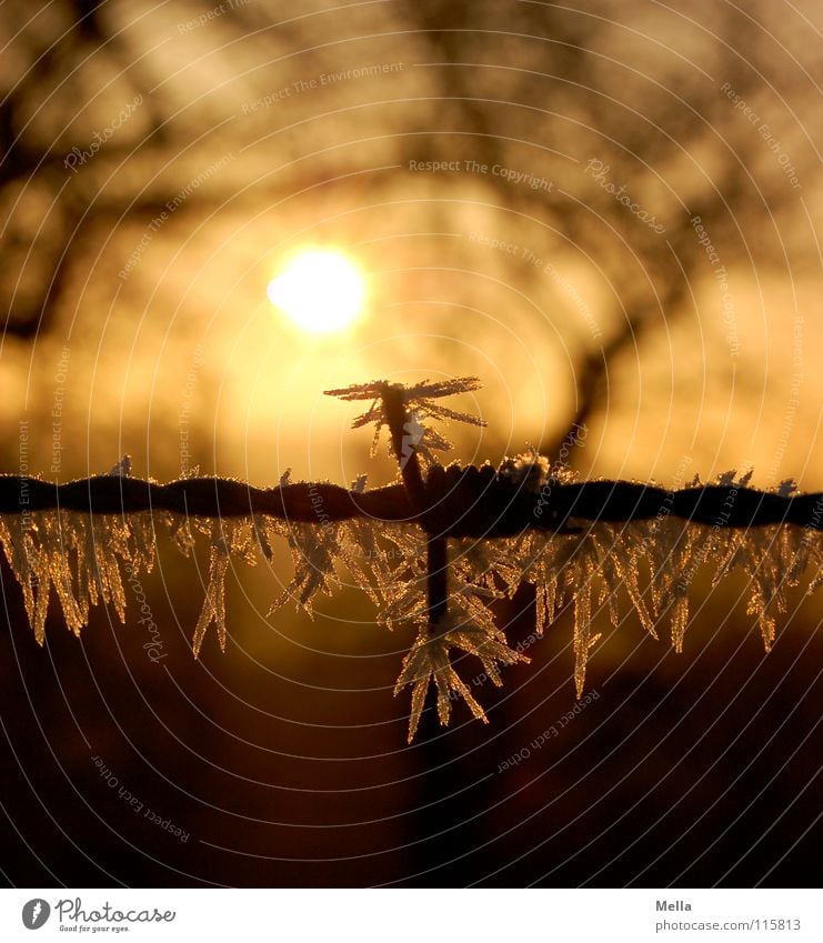 Klirrende Kälte kalt Raureif Eis stachelig Stacheldraht Beleuchtung Winter Wintersonne Sonnenaufgang Morgen Sonnenuntergang Abend Eiskristall Luft frisch atmen