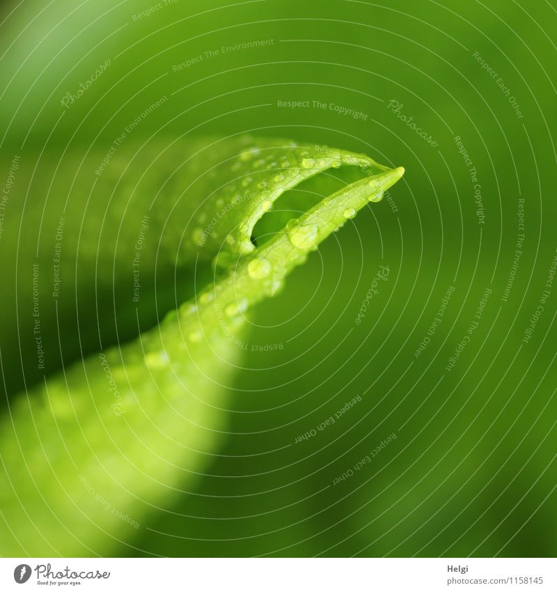 Blatt... Umwelt Natur Pflanze Frühling Regen Blume Calla Feuchtgebiete Sumpf Park Wachstum authentisch außergewöhnlich frisch einzigartig nass natürlich grün