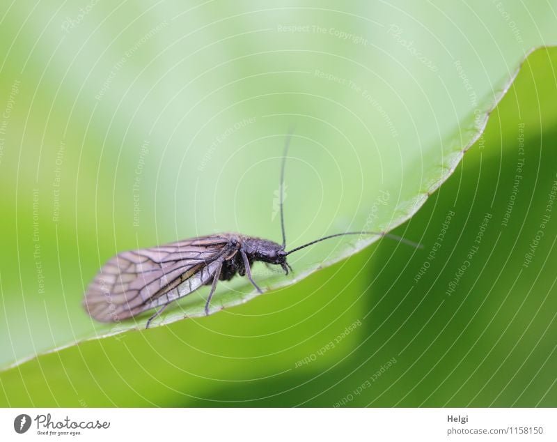 auf der Suche... Umwelt Natur Pflanze Tier Wassertropfen Frühling Blatt Grünpflanze Park Florfliege 1 krabbeln ästhetisch einzigartig klein nass natürlich braun